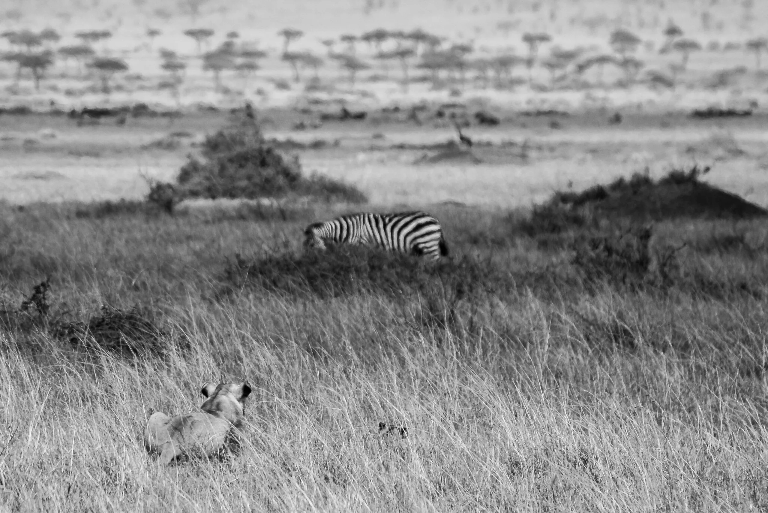 Finivo Risk Assessment